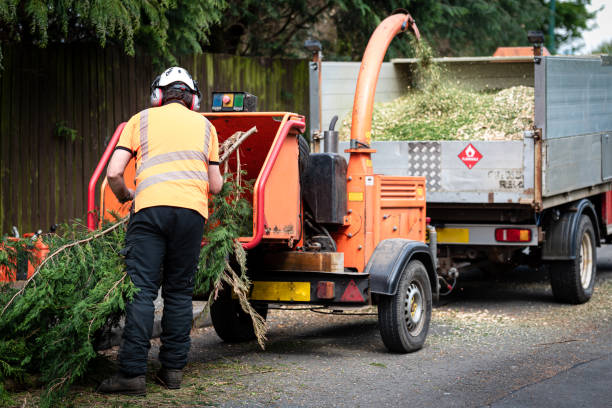 Best Tree Removal  in Newell, WV